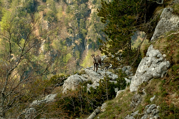 Camoscio d''Abruzzo Rupicapra pyrenaica ornata